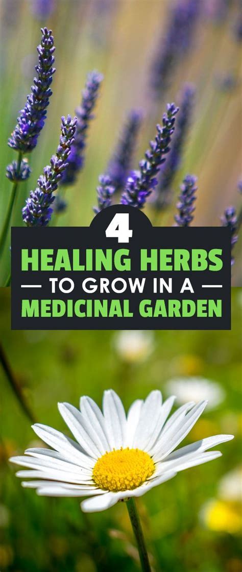 4 Healing Herbs To Grow In A Medicinal Herb Garden Epic Gardening