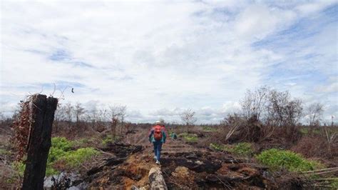 Klhk Gugat Dua Perusahaan Pembakar Hutan Dan Lahan Di Kalimantan