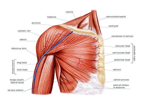 Arm And Shoulder Muscles Diagram Arm And Back Muscles Shoulder