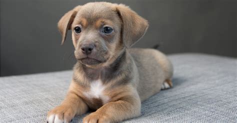 Chiweenie Dog Breed Complete Guide A Z Animals