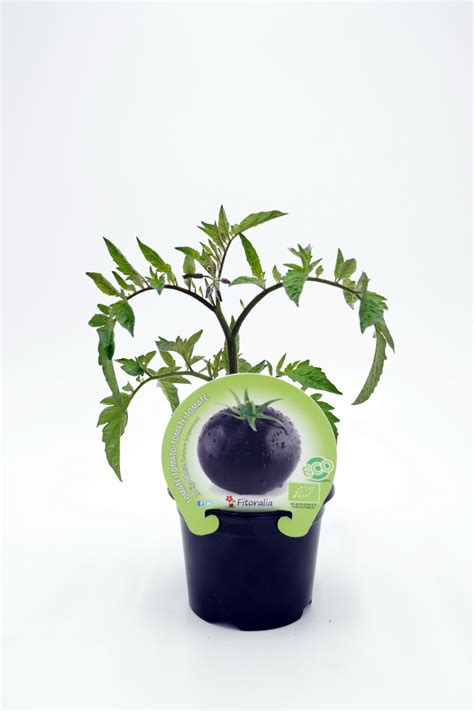 Comprar Plantel De Tomate Negro Indigo Rose Huertobio