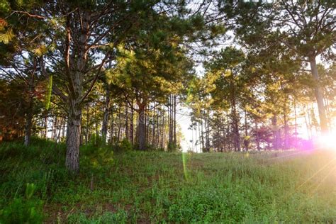Pine Tree Forest In Sunset Stock Image Image Of Sunset 69092071