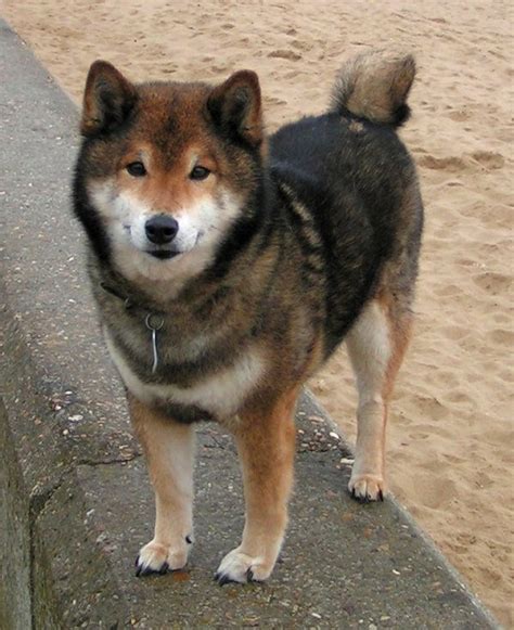 According to shiba inu, the reasoning behind the creation of shiba is that shibas constantly forget where they bury their treasure. Shiba-Hund