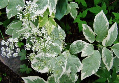 Aegopodium Podagraria ‘variegata Hill Farm Nursery