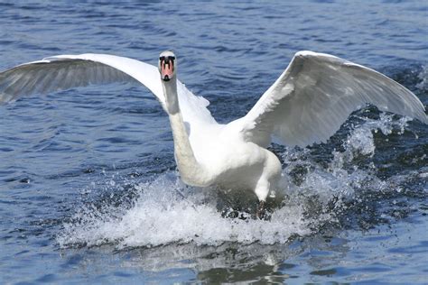 Swan Making A Splash 2013 Attenborough Nature Reserve Flickr