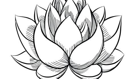 Lotus Drawing Simple | Free download on ClipArtMag