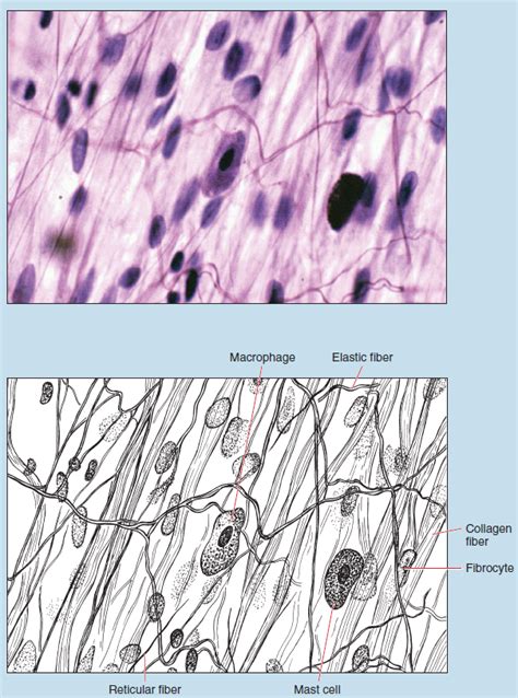 Chapter 3: Connective Tissue Proper – Histology: An Identification Manual