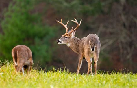 What Is The Best Nutritional Food For Whitetail Deer Try Seaweed