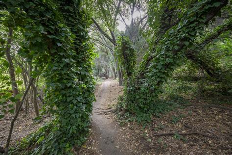 Pathway In Forest Of Trees Overgrown With Ivy Stock Photo Image Of