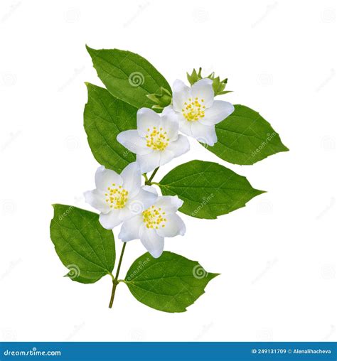 Branch Of Jasmine Flowers Isolated On White Background Stock Image