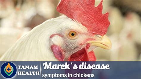 Mareks Disease Symptoms In Chickens Youtube