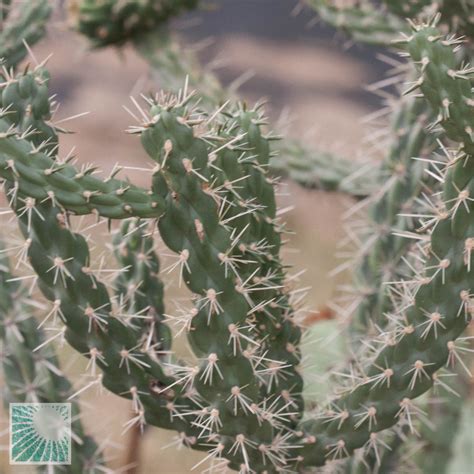 Cylindropuntia Imbricata Djf1575 Piante In Vendita Vivaio Mondocactus