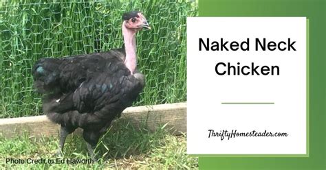 Naked Neck Chicken