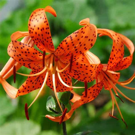 Orange Lily With Black Spots All About Tiger Lillies