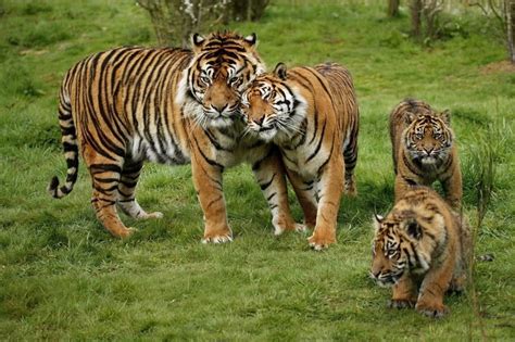 Bengal Tiger Vs Sumatran Tiger Comparison Tiger Safari India