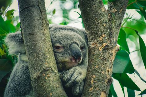 Koala On A Tree · Free Stock Photo
