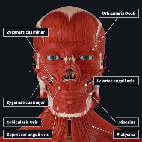 Facial Muscles Anatomy Muscles Of Facial Expression Muscle Anatomy