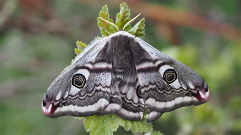 Emperor Moth In Glencaple Caerlaverock Community Association