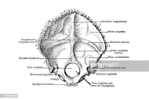 Occipital Lobe Photos And Premium High Res Pictures Getty Images