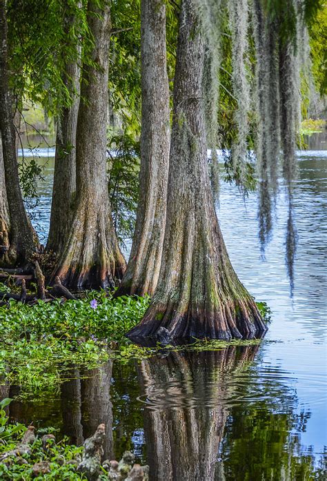 After sicily and sardinia , cyprus is the third largest island in the mediterranean sea. Florida Cypress Trees Photograph by Carolyn Marshall