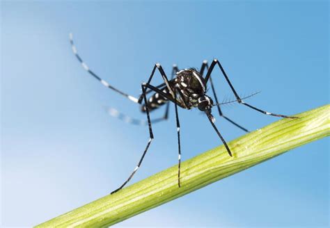 Another Breed Of Dangerous Mosquito Invades Orange County Orange