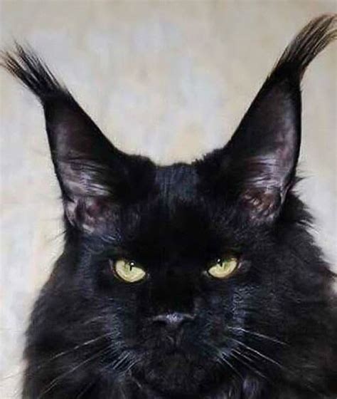 Black Maine Coon With Extravagant Lynx Tipped Ears
