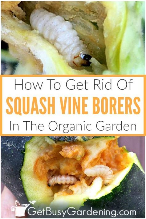 Swab the fungus with rubbing alcohol. How To Get Rid Of Squash Vine Borers Organically | Pumpkin ...