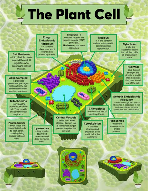 Plant Cell Parts And Functions