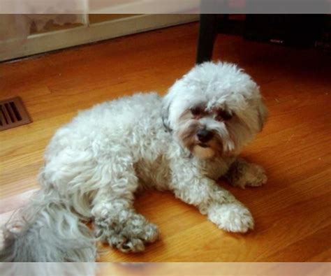 The shih tzu bichon is a designer mix between a male bichon and a female shih tzu. View Ad: Zuchon Puppy for Sale near Ohio, MOUNT VERNON ...
