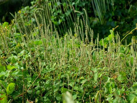 Pure Oxygen Generators Wildflowers In The Hot Tropics