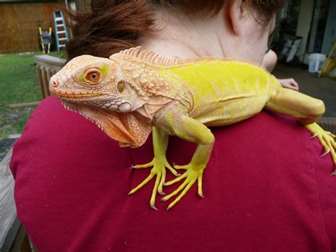 Albino T Neg Florida Iguana And Tortoise Breeders