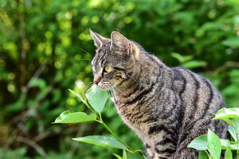 In short, hyperesthesia is an exaggerated response to stimulation. Signs & Symptoms of Poisoning in Cats | Canna-Pet®