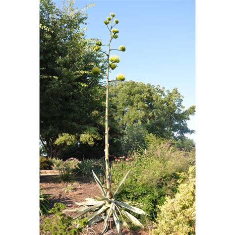 Jc Raulston Arboretum Photographs Of Agave Asperrima