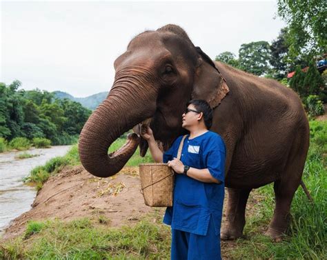 Homem Asiático Feliz Alimentando A Cana De Açúcar Na Boca Do Elefante Na Floresta Tropical Verde