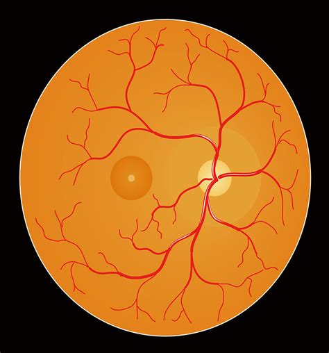 Retina Vector Illustration