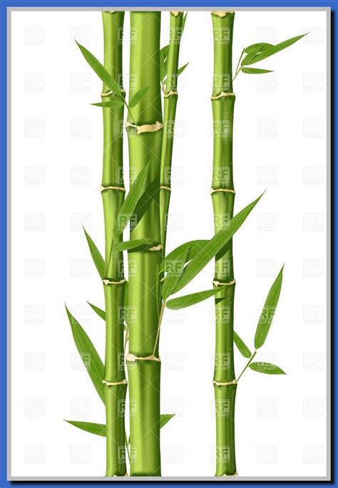 52 Reference Of Bamboo Vector Bamboo Garden Bamboo Art Bamboo