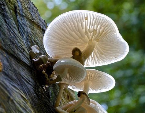 Porcelain Fungus Oudemansiella Mucida Fungi Stuffed Mushrooms