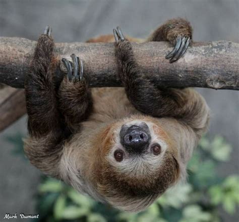 Hello Moe The Sloth Spends Most Of Its Time Hanging Upside Down By Its Four Inch Long Curved