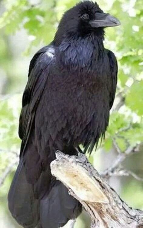 13 Crows Ravens Magpies Ideas Pet Birds Beautiful Birds Magpie