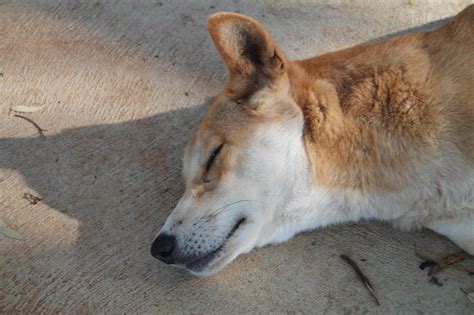 Dingo The Australian Wolf