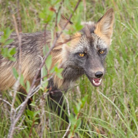 Penetrating Gaze Of An Alert Red Fox Genus Vulpes Stock Photo Image