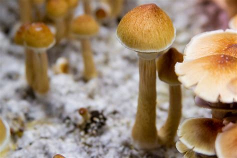 Oregon Becomes First State To Legalize Access To Magic Mushrooms