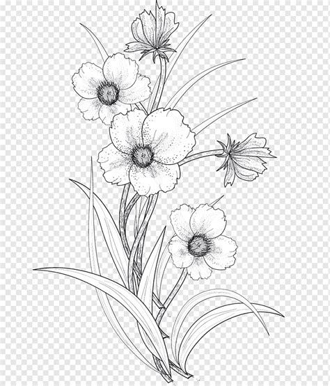 White Flowers Illustration Drawing Flower Line Art Line Drawing