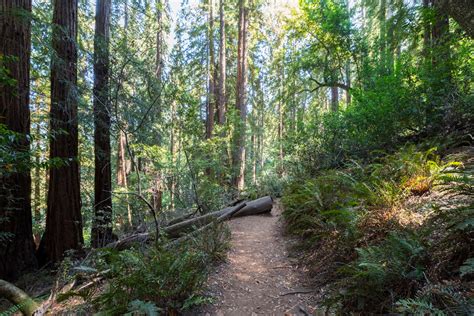 Naturetastic Blog Muir Woods National Monument Mill Valley Ca 9 3