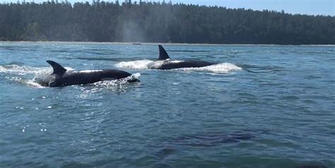 Watch Close Encounter With Orcas Near Deception Pass Orca Close