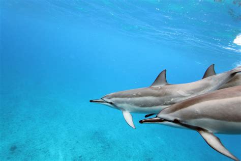 Five Things You Can Do To Save The Ocean And Its Animals World Animal