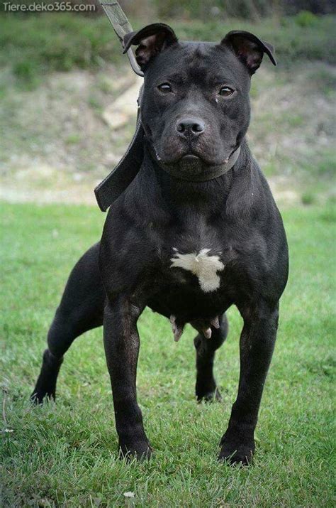 Riesige sammlung, hervorragende auswahl, mehr als 100 mio. Besten Bilder von schwarzen Pitbull - tiere.deko365