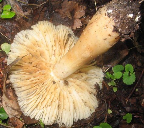 Mushroom Id 2 Mushroom Hunting And Identification Shroomery