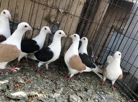 Beautiful Side Coloured Pigeons For Sale Birdtrader