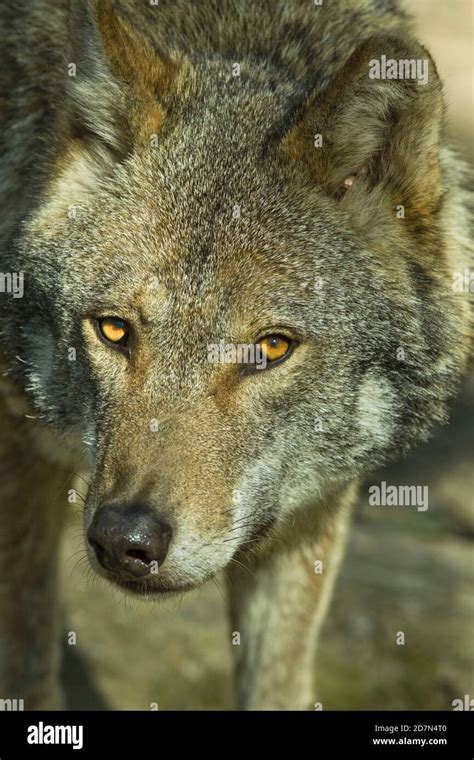 Captive European Wolf Canis Lupus Wildwood Kent 21042010 Stock